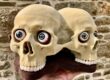 Dr. No Siamese SkullFuzz